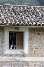 Cats sitting in the window of a stone house
