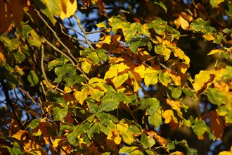 Colourful autumn leaves on a chestnut tree