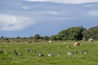 Greylag geese in a meadow