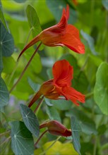 Red flowering nasturtium