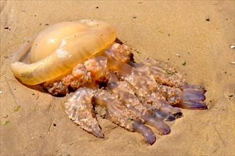 Stranded barrel jellyfish
