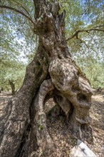 Gnarled trunk and roots of an olive tree