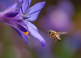 A honey bee approaching a purple flower