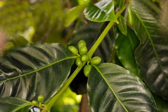 Unripe coffee berries of the Robusta variety on a bush