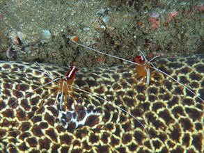 Two specimens of pacific cleaner shrimp