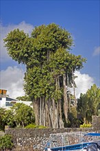 A tall banyan tree