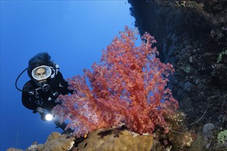 Diver looking at large Klunzingers soft coral