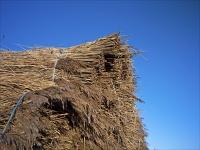 Freshly cut reed