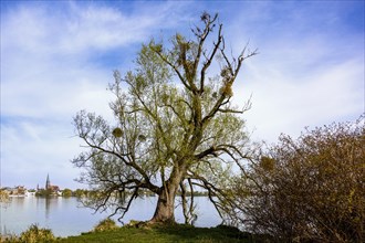 Tree on the shore of Lake Schwerin