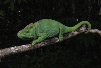 An adult female Parsons chameleon