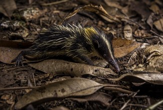 A striped tancrek on the forest floor of Masoala National Park in north-eastern Madagascar