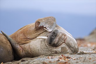 Male walrus
