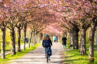 A cyclist rides through an avenue of cherry trees in Berlin