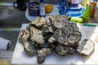 Wild oysters