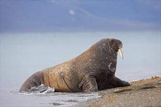 Male walrus