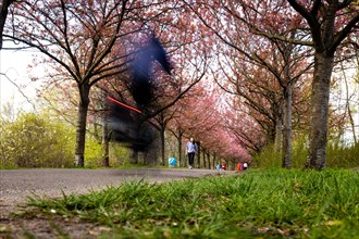 A cyclist rides through an avenue of cherry trees in Berlin