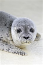 Orphaned common seal