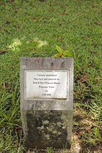 Memorial stone on the occasion of the planting of an ant tree