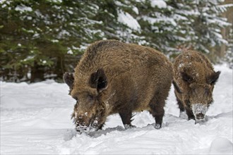 Two wild boars