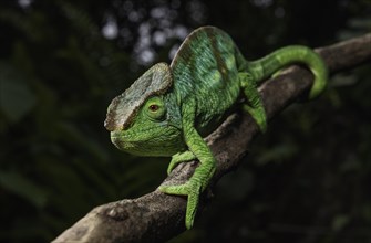 An adult male Parsons chameleon