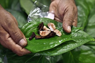 Man preparing a betel nut for consumption