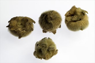 Seed pods of a hollyhock