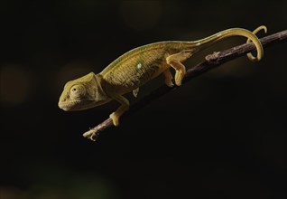 A juvenile parson chameleon