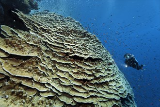 Diver looking at Acropora coral