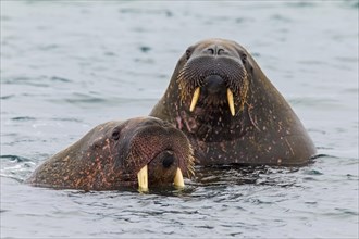 Two walruses