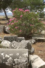 Remains of columns with flowering oleander