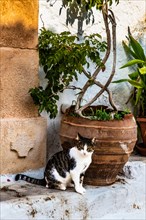 Lachania village