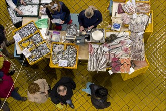 Birds eye view colour photo of a stall full of different fish
