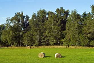Haymaking in Werderland