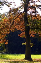 Red oak in Knoops Park