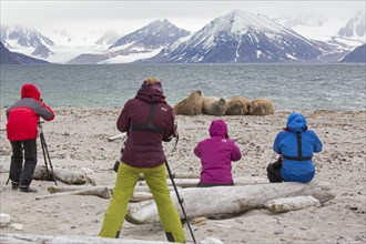 Eco-tourists watching and photographing walruses