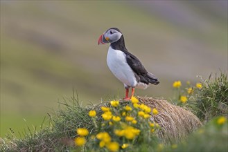 Atlantic puffin