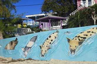Famous swimming pigs immortalised as graffiti