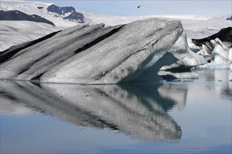 Seabird flying over iceberg in the glacial lake Joekulsarlon