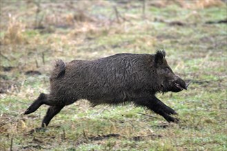 Hunted wild boar
