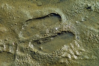 Footprint in the silt