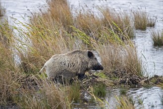 Solitary wild boar