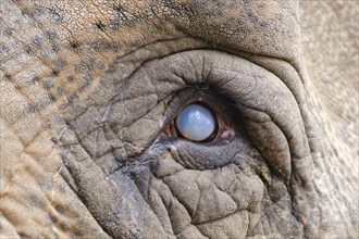 Eye of an Elephant