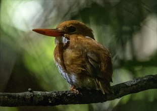 A pygmy kingfisher in the rainforests of Analamazaotra National Park in eastern Madagascar