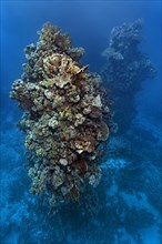 Fifteen metre high towering coral towers made from different species of stony coral