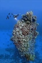 Diver looking at fifteen-metre high coral tower made of various species of stony coral