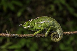 A male chameleon