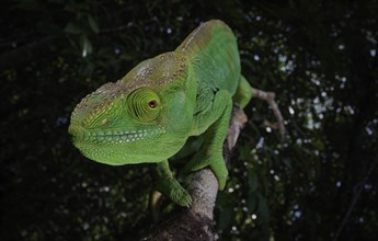 An adult female Parsons chameleon