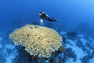 Diver hovering over large Acropora table coral
