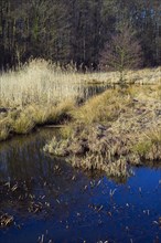 Pond in a marshland