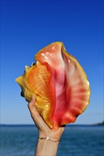 Conch Shell on Shroud Cay